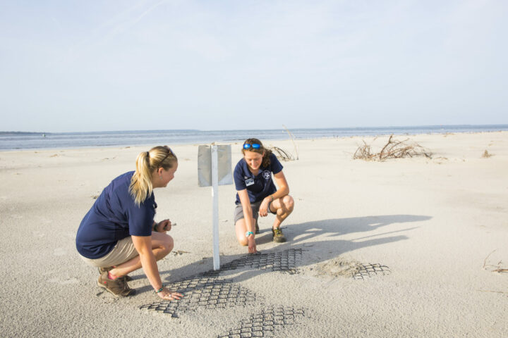 sea turtle nesting