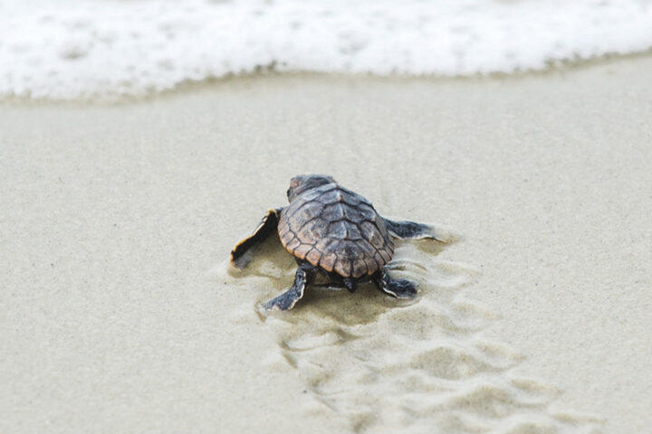Loggerhead Turtle Hatching